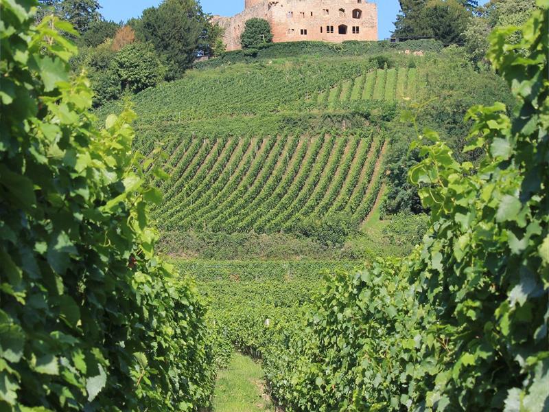 Château de Kintzheim
