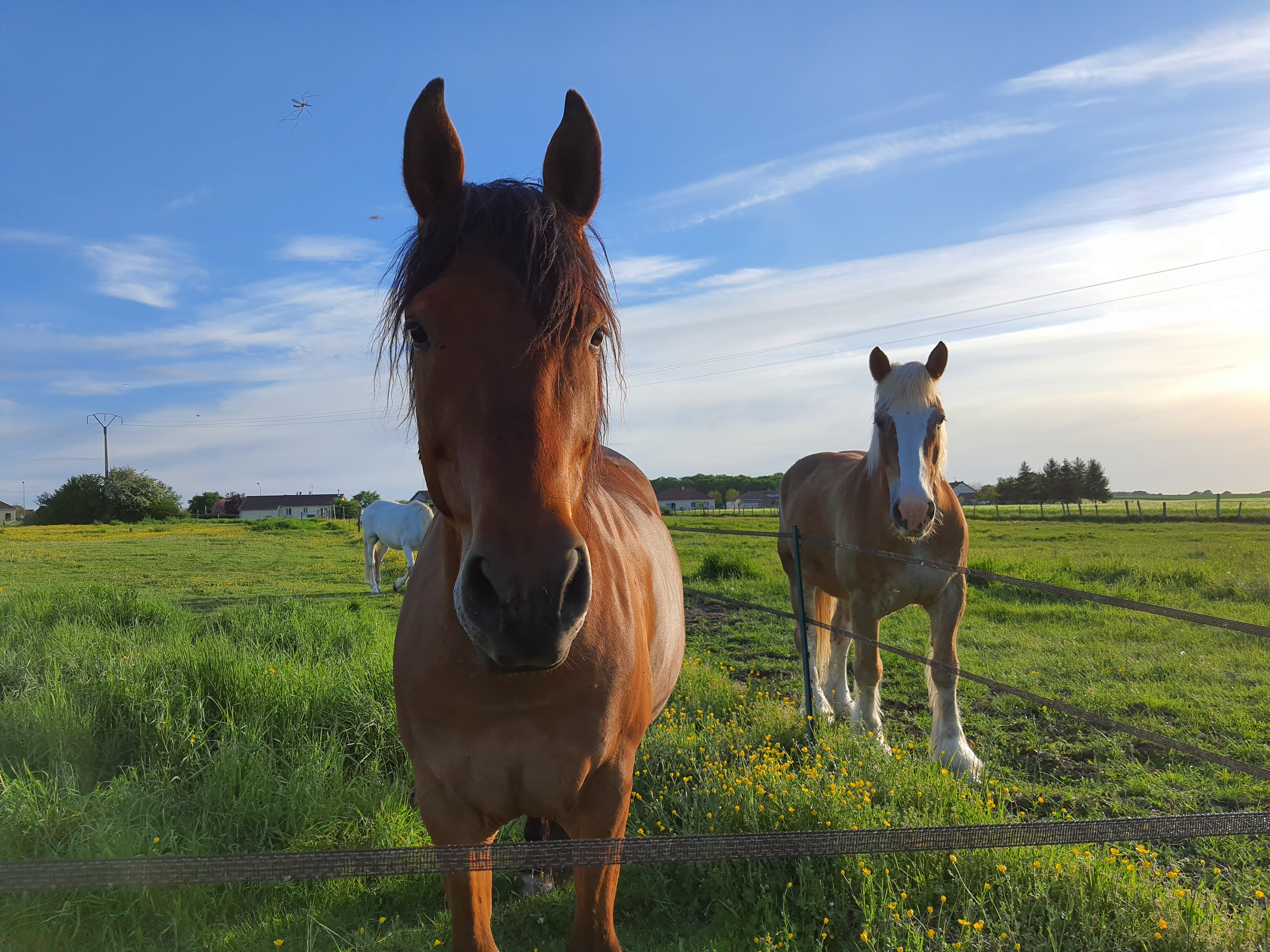 Rancho Cœur des lacs