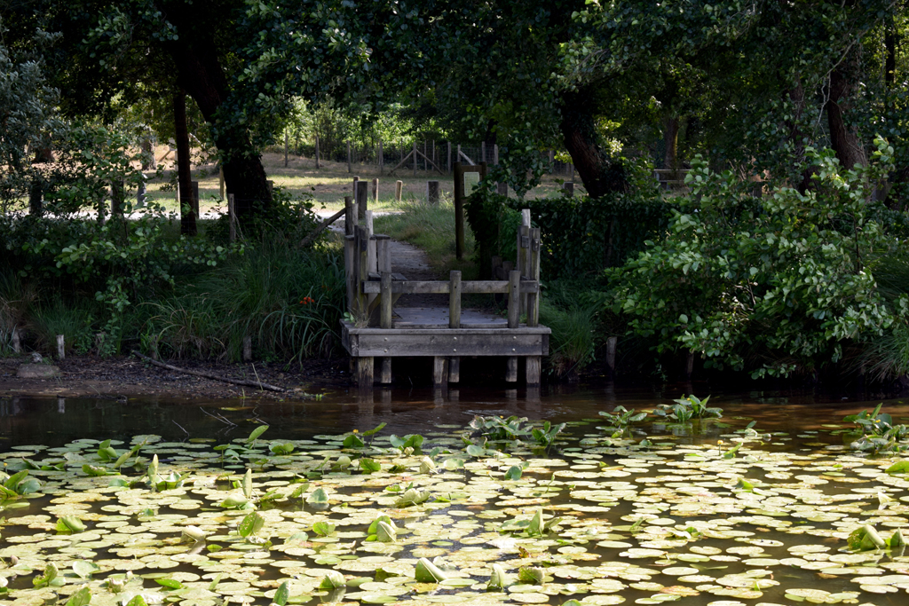 Ponton de pêche du lac de Léon