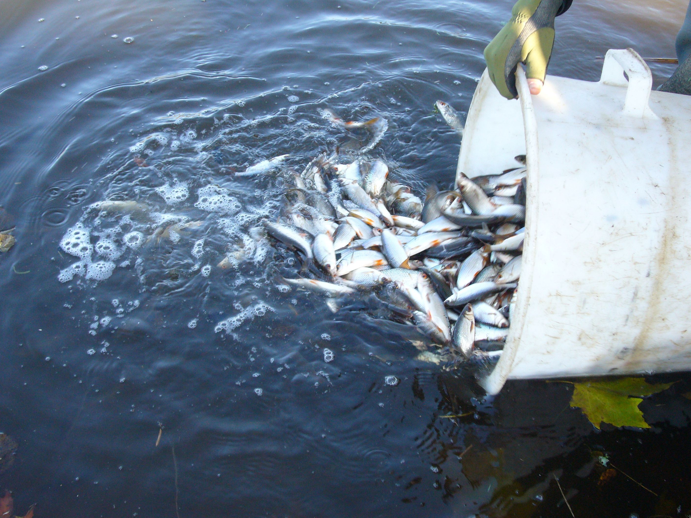 Pêche en 1ère catégorie plan d'eau de Ladignac
