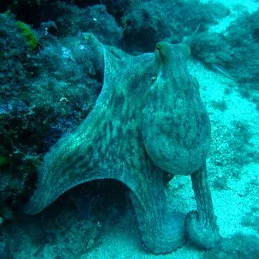 Baptême de Plongée à Fréjus