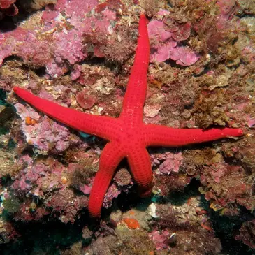 Baptême de Plongée à Fréjus