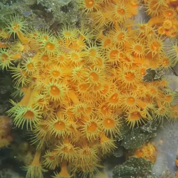 Baptême de Plongée à Fréjus