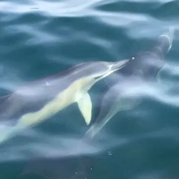 Randonnée en Jet Ski à Lorient - Île de Groix