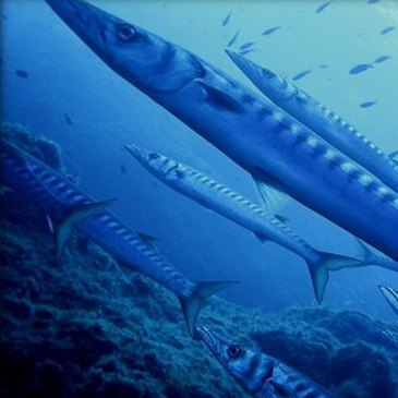 Baptême de Plongée à Saint-Cyprien près de Perpignan