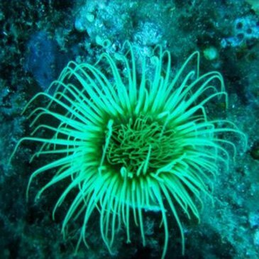 Baptême de Plongée à Saint-Cyprien près de Perpignan