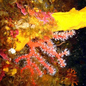 Baptême de Plongée à Cargèse