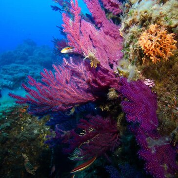 Baptême de Plongée à Cargèse