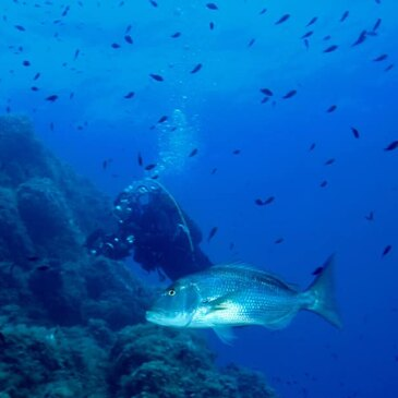 Baptême de Plongée à Cargèse