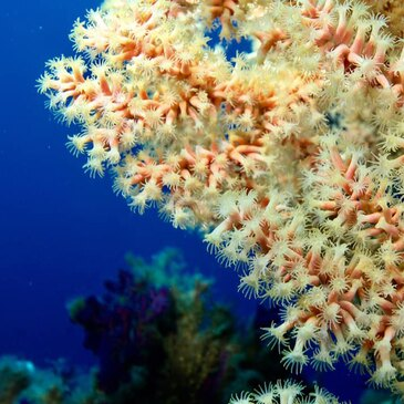 Baptême de Plongée à Cargèse