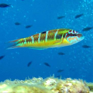 Baptême de Plongée près du Lavandou