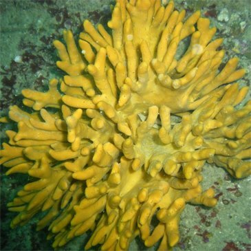 Baptême de Plongée à Saint-Malo