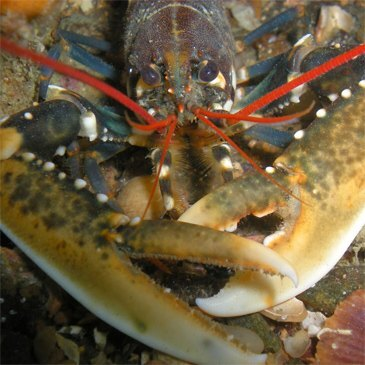Baptême de Plongée à Saint-Malo