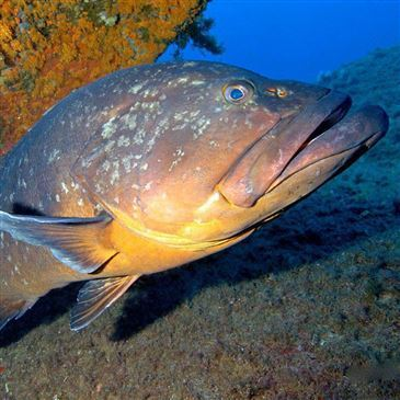 Baptême de Plongée à Santa Maria Poggio