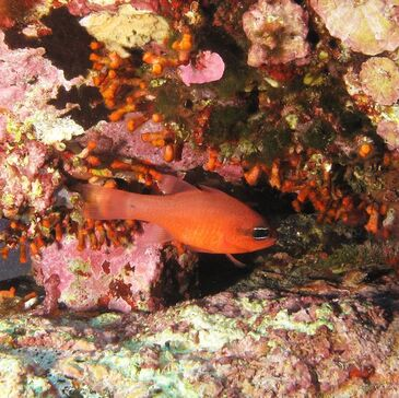 Baptême de Plongée dans le Golfe de Sagone