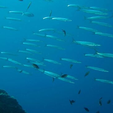 Baptême de Plongée dans le Golfe de Sagone
