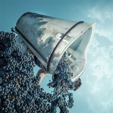 Escape Game Œnologique à Chinon