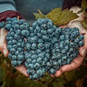 Escape Game Œnologique à Chinon