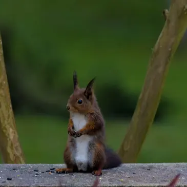Nuit en Cabane Perchée avec Spa près de Bergerac