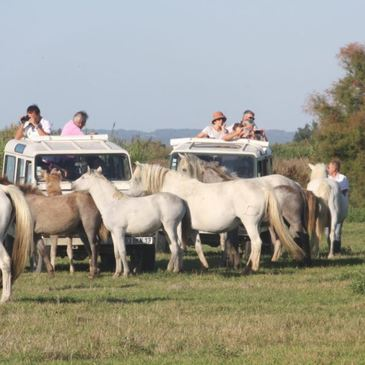 Randonnée Safari en 4x4 en Camargue près d'Arles