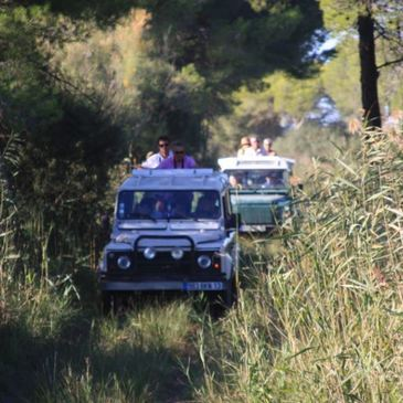 Randonnée Safari en 4x4 en Camargue près d'Arles