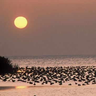 Randonnée Safari en 4x4 en Camargue près d'Arles