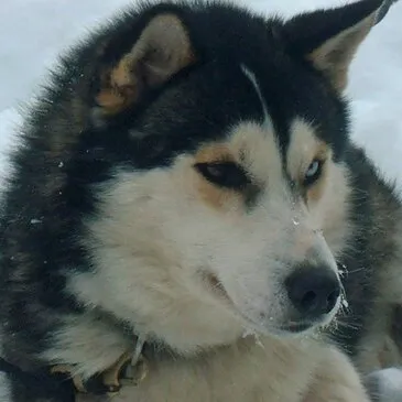 Conduite d'un Attelage de Chiens de Traîneau près de Grenoble