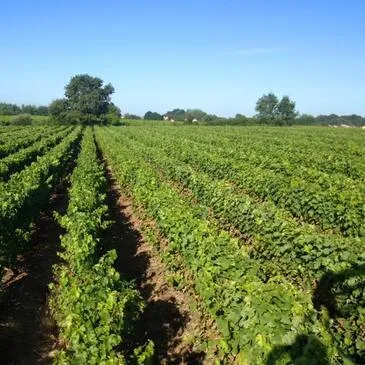 Initiation à l'Œnologie dans un Château près de Nantes