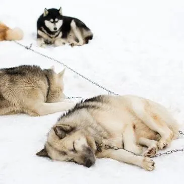 Conduite d'un Attelage de Chiens de Traîneau à Avoriaz