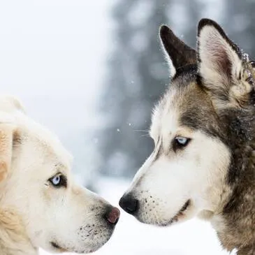 Conduite d'un Attelage de Chiens de Traîneau à Avoriaz