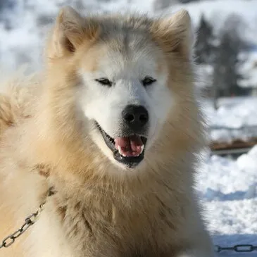 Conduite d'un Attelage de Chiens de Traîneau à Avoriaz