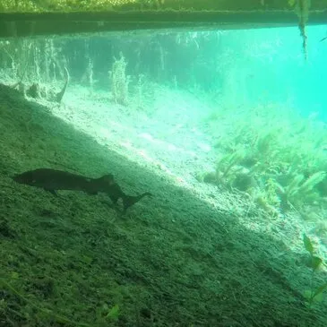 Baptême de Plongée près de Strasbourg