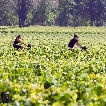 Œnotourisme près de Bordeaux