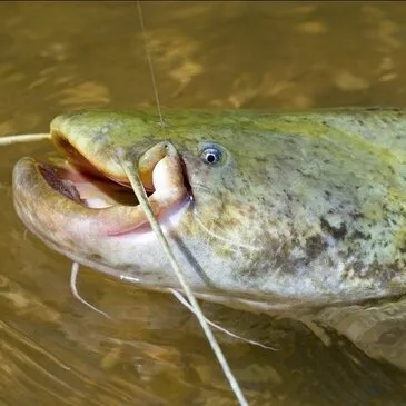 Pêche aux Carnassiers près de Blois