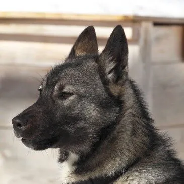 Randonnée en Chiens de Traîneau dans les Pyrénées Catalanes