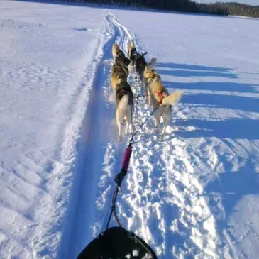 Randonnée en Chiens de Traîneau dans les Pyrénées Catalanes