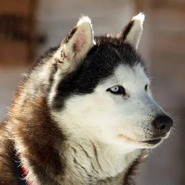 Randonnée en Chiens de Traîneau dans les Pyrénées Catalanes