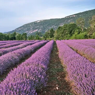 Week-end Détente entre Luberon et Mont Ventoux