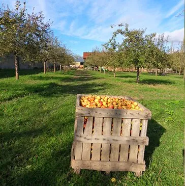 Visite de Cave et Dégustation de Cidre près de Gisors