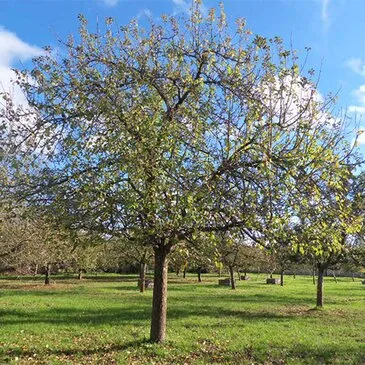 Visite de Cave et Dégustation de Cidre près de Gisors