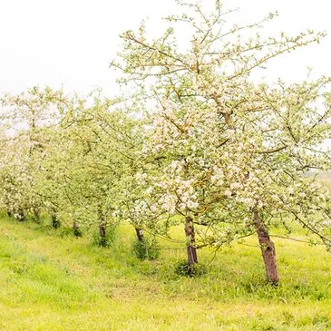 Visite de Cave et Dégustation de Cidre près de Gisors