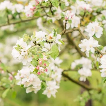 Visite de Cave et Dégustation de Cidre près de Gisors