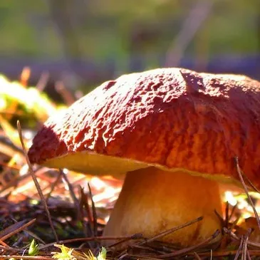 Week-end Stage de Survie près de Versailles
