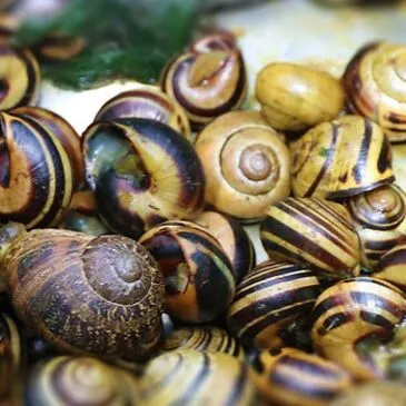 Stage de Survie près de Niort dans le Marais Poitevin