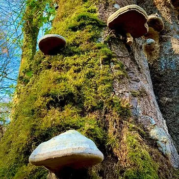 Week-end Stage de Survie près de Mont-de-Marsan