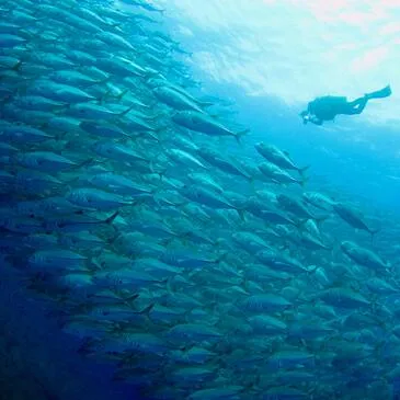 Brevet de Plongée PADI Open Water près de Marseille