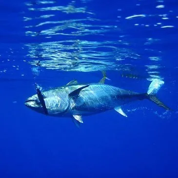 Pêche au Gros près de Montpellier