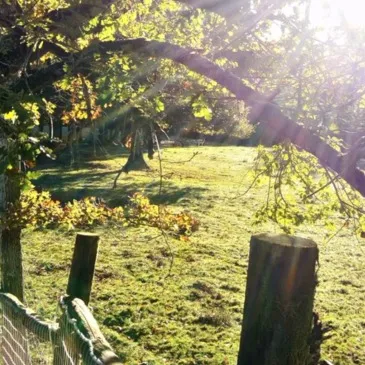 Nuit en Cabane dans les Arbres près de Tarbes