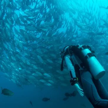 Baptême de Plongée près de Collioure à Argelès-sur-Mer