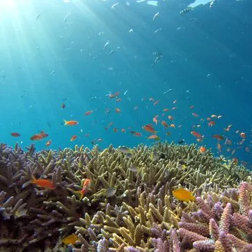 Initiation à la Plongée à Carnac - Baie de Quiberon